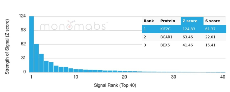 KIF2C Antibody (KIF2C/6525)