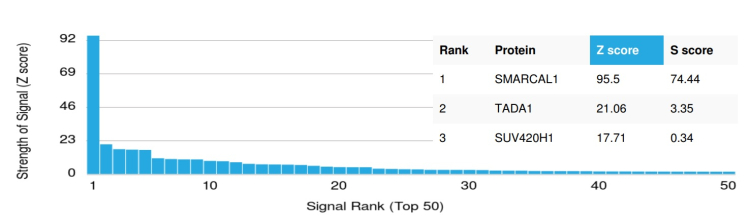 SmarcAL1 Antibody (PCRP-SMARCAL1-1C4)