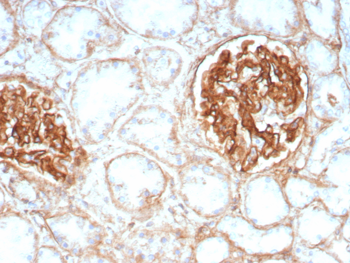 Integrin beta 1/CD29 Antibody (ITGB1/8744R)
