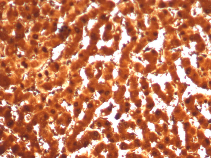 Arginase 1/ARG1/liver Arginase Antibody (ARG1/7514R)