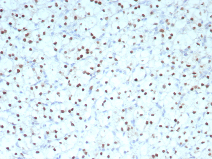 Pax2 Antibody (PAX2/8671R)