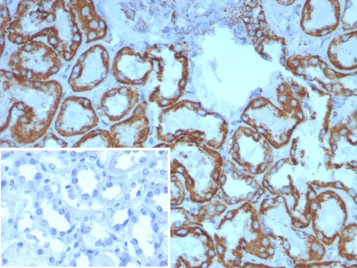 HSP60 Antibody (HSPD1/8398R)