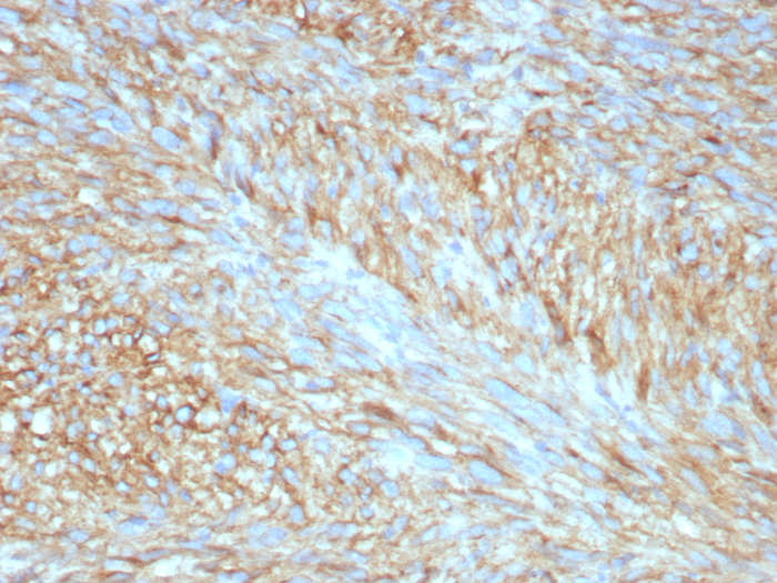 CD117/c-kit Antibody (C117/8399R)