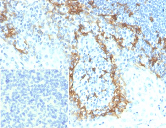 Podoplanin Antibody (PDPN/7808R)