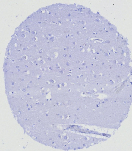 ERG Antibody (ERG/6980)