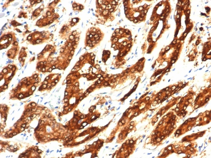 Isocitrate Dehydrogenase 1/IDH1 Antibody (IDH1.R132H/7277R)