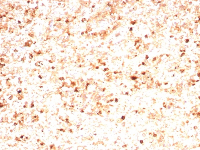 Myeloperoxidase/MPO Antibody (rMPO/8694)