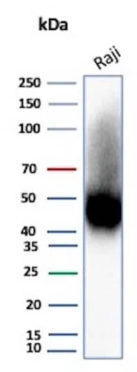 CD38 Antibody (rCD38/8045) Western Blot: CD38 Antibody (rCD38/8045) [NBP3-20655] -