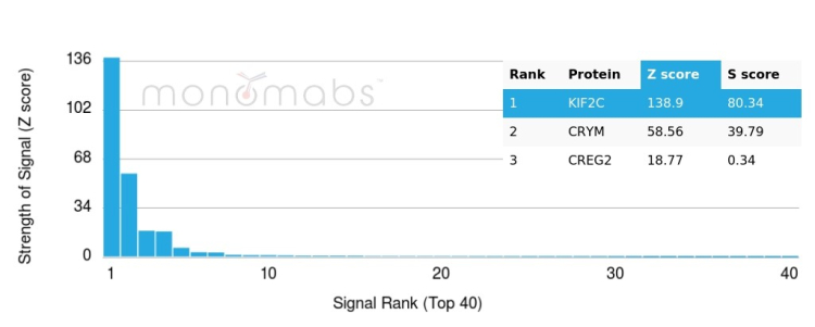 KIF2C Antibody (KIF2C/6522)