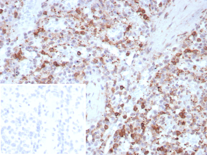 SPARC Antibody (rOSTN/8527)