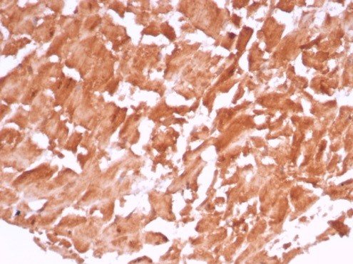 VEGF Antibody (VEGFA/7636R)