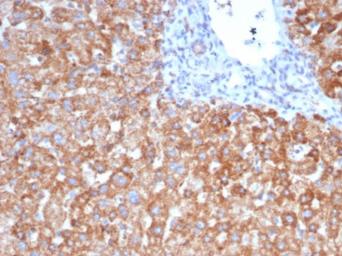 VEGF Antibody (VEGFA/7636R)