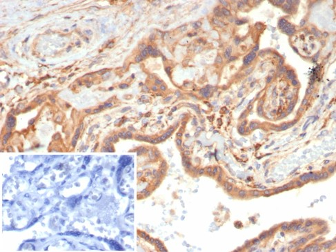 VEGF Antibody (VEGFA/7758R)