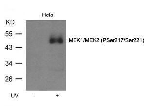 MEK1/2 [p Ser221, p Ser217] Antibody - BSA Free