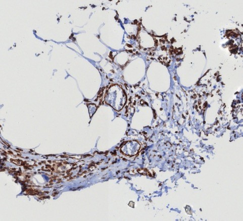 STING/TMEM173 Antibody (STING1/8129R) - Azide and BSA Free