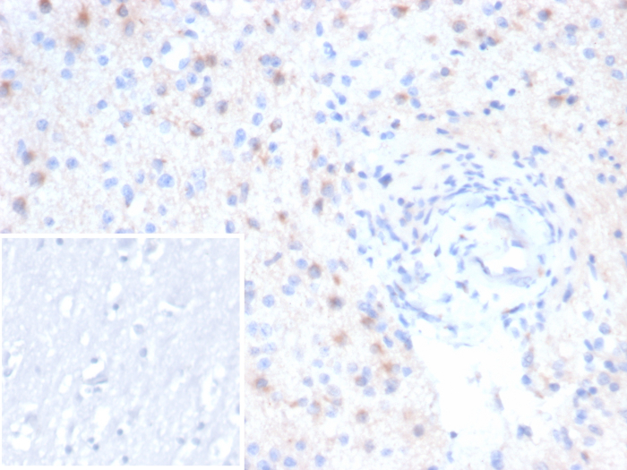 EBAG9/RCAS1 Antibody (rEBAG9/7264) - Azide and BSA Free