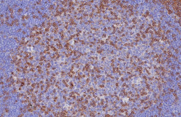 CD3 epsilon Antibody (C3e/8116R) - Azide and BSA Free