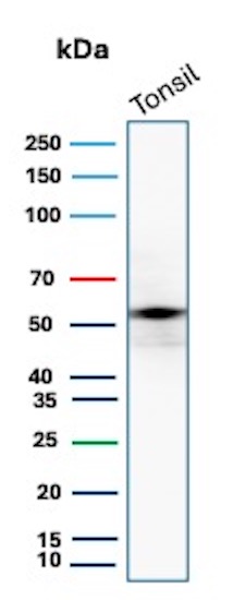 CD4 Antibody (CD4/8203R) - Azide and BSA Free Western Blot: CD4 Antibody (CD4/8203R) - Azide and BSA Free [NBP3-20762] -