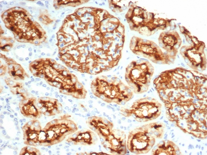 Neprilysin/CD10 Antibody (MME/6696R) - Azide and BSA Free