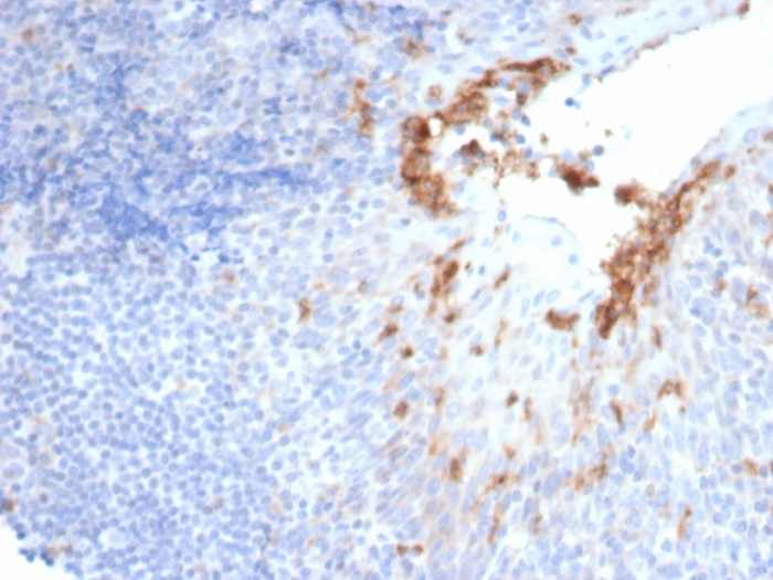 Neprilysin/CD10 Antibody (MME/6696R) - Azide and BSA Free