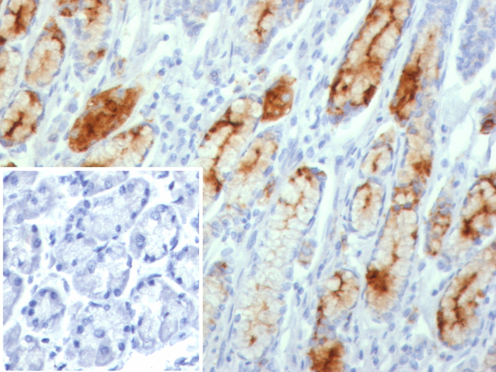 MUC1 Antibody (MUC1/8109R) - Azide and BSA Free