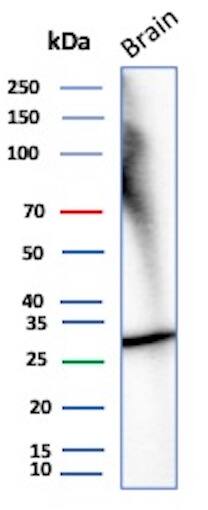 Calretinin Antibody (rCALB2/7123) - BSA Free Western Blot: Calretinin Antibody (rCALB2/7123) - BSA Free [NBP3-20777] -