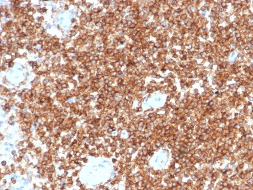 CD45RA Antibody (PTPRC/4367R) - Azide and BSA Free
