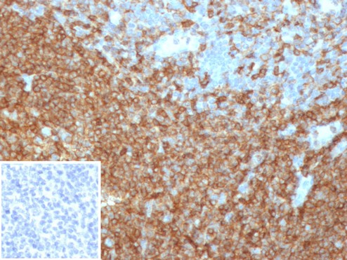 CD45RA Antibody (PTPRC/4367R) - Azide and BSA Free