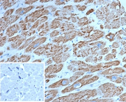 c-Myc Antibody (MYC/7150R) - Azide and BSA Free