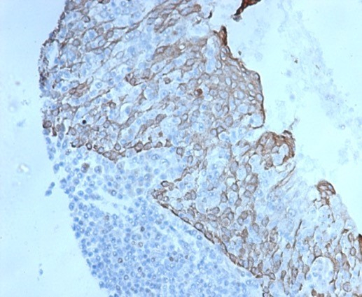 c-Myc Antibody (MYC/7150R) - Azide and BSA Free