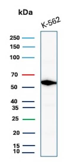 c-Myc Antibody (MYC/7854R) - Azide and BSA Free Western Blot: c-Myc Antibody (MYC/7854R) - Azide and BSA Free [NBP3-20789] -