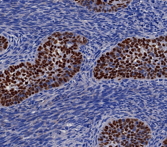 p40/deltaNp63 Antibody (P40/8225R) - Azide and BSA Free