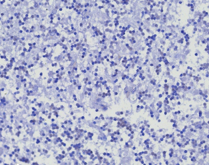 CD45RA Antibody (PTPRC/8341R) - Azide and BSA Free