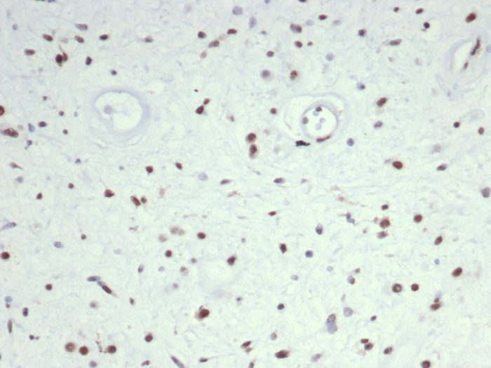MyoD Antibody (MYOD1/7149) - BSA Free