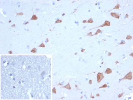 RBFOX3/NeuN Antibody (NEUN/7168) - Azide and BSA Free