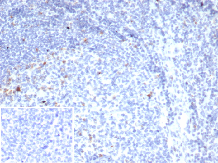 CTLA-4 Antibody (rCTLA4/7219) - Azide and BSA Free
