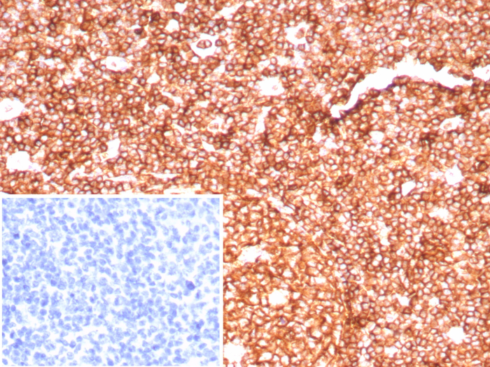 CD45RA Antibody (PTPRC/8699R) - Azide and BSA Free