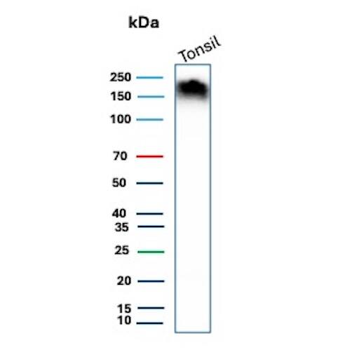 CD45RA Antibody (PTPRC/8699R) - Azide and BSA Free Western Blot: CD45RA Antibody (PTPRC/8699R) - Azide and BSA Free [NBP3-20810] -