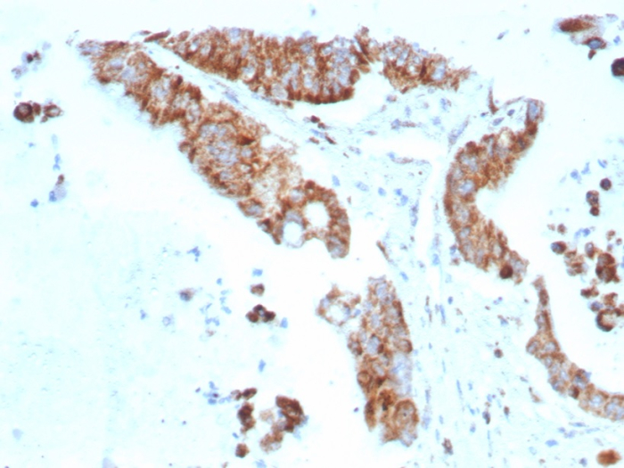 BCMA/TNFRSF17 Antibody (rCD269/8507) - Azide and BSA Free