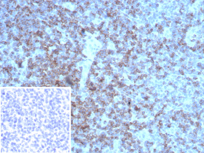 CD2 Antibody (rLFA2/8516) - Azide and BSA Free