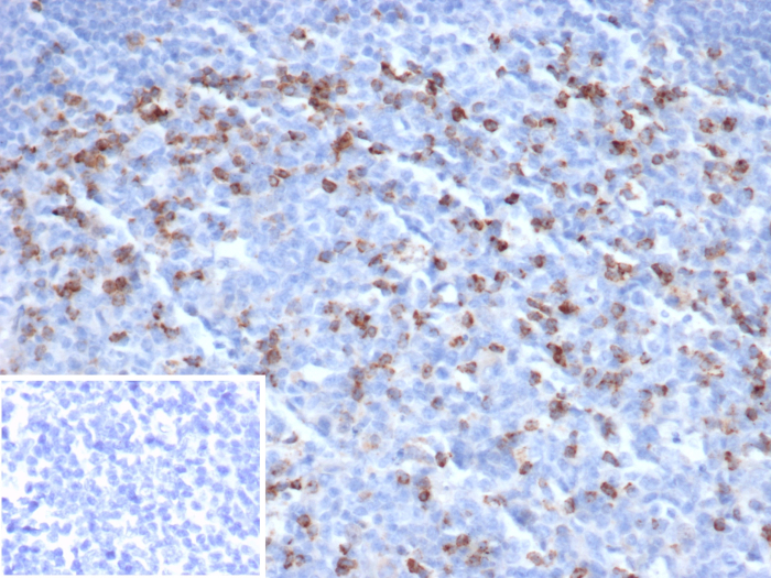 CTLA-4 Antibody (CTLA4/6864R) - Azide and BSA Free