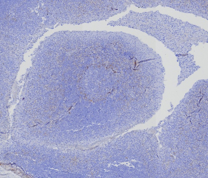 BCMA/TNFRSF17 Antibody (CD269/8276R) - Azide and BSA Free