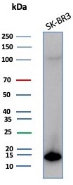 S100P Antibody (S100P/7373) - Azide and BSA Free S100P Antibody (S100P/7373) - Azide and BSA Free