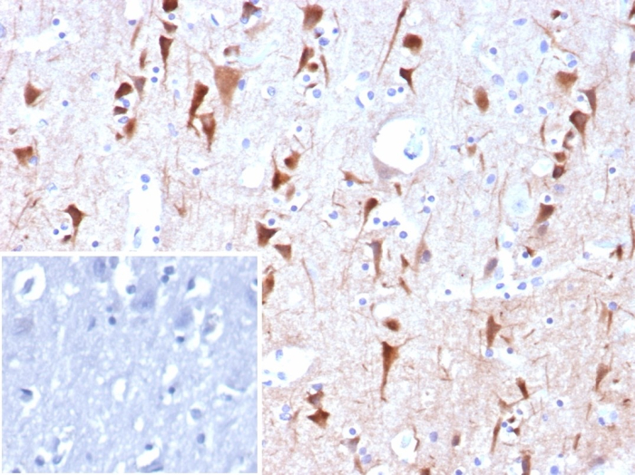 NECAB1 Antibody (NECAB1/7680) - Azide and BSA Free