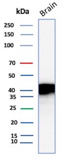 NECAB1 Antibody (NECAB1/7680) - Azide and BSA Free Western Blot: NECAB1 Antibody (NECAB1/7680) - Azide and BSA Free [NBP3-20836] -