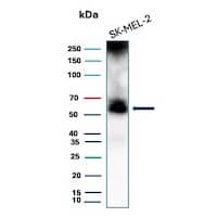 PRAME Antibody (PRAME/8558R) - BSA Free Western Blot: PRAME Antibody (PRAME/8558R) - BSA Free [NBP3-20845] -
