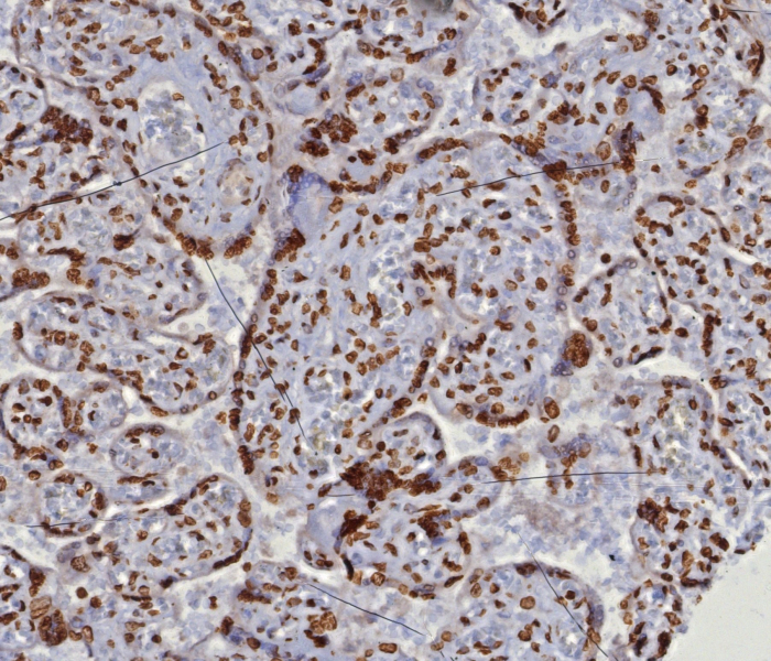 dsDNA Antibody (DSD/8204R) - Azide and BSA Free