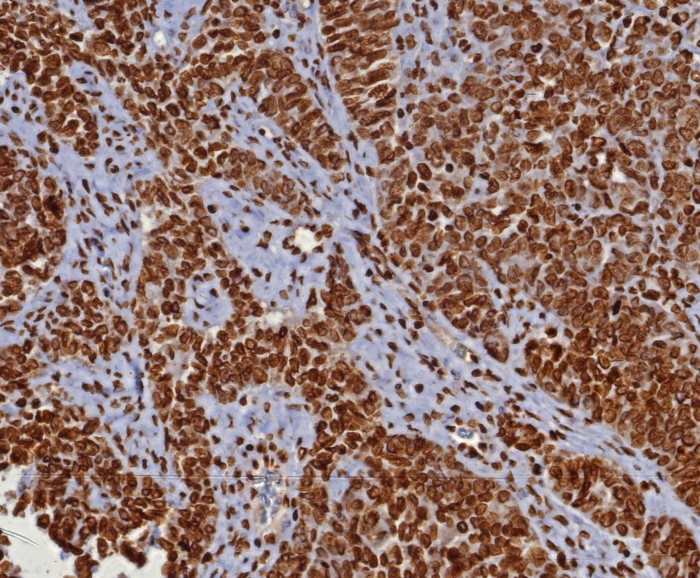 dsDNA Antibody (DSD/8204R) - Azide and BSA Free
