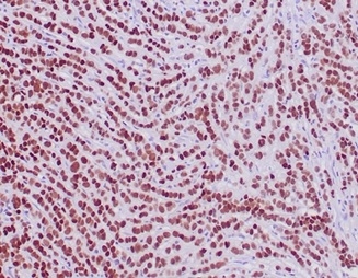 GATA-3 Antibody (rGATA3/3870) - Azide and BSA Free