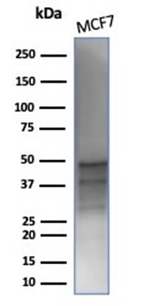 GATA-3 Antibody (rGATA3/3870) - Azide and BSA Free Western Blot: GATA-3 Antibody (rGATA3/3870) - Azide and BSA Free [NBP3-20864] -